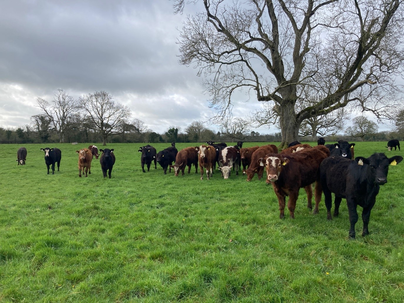 Autumn born weanlings