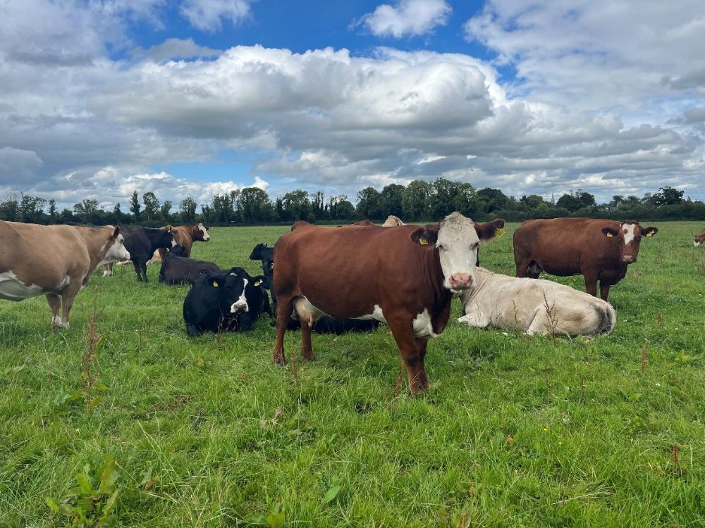 Cows pre-calving