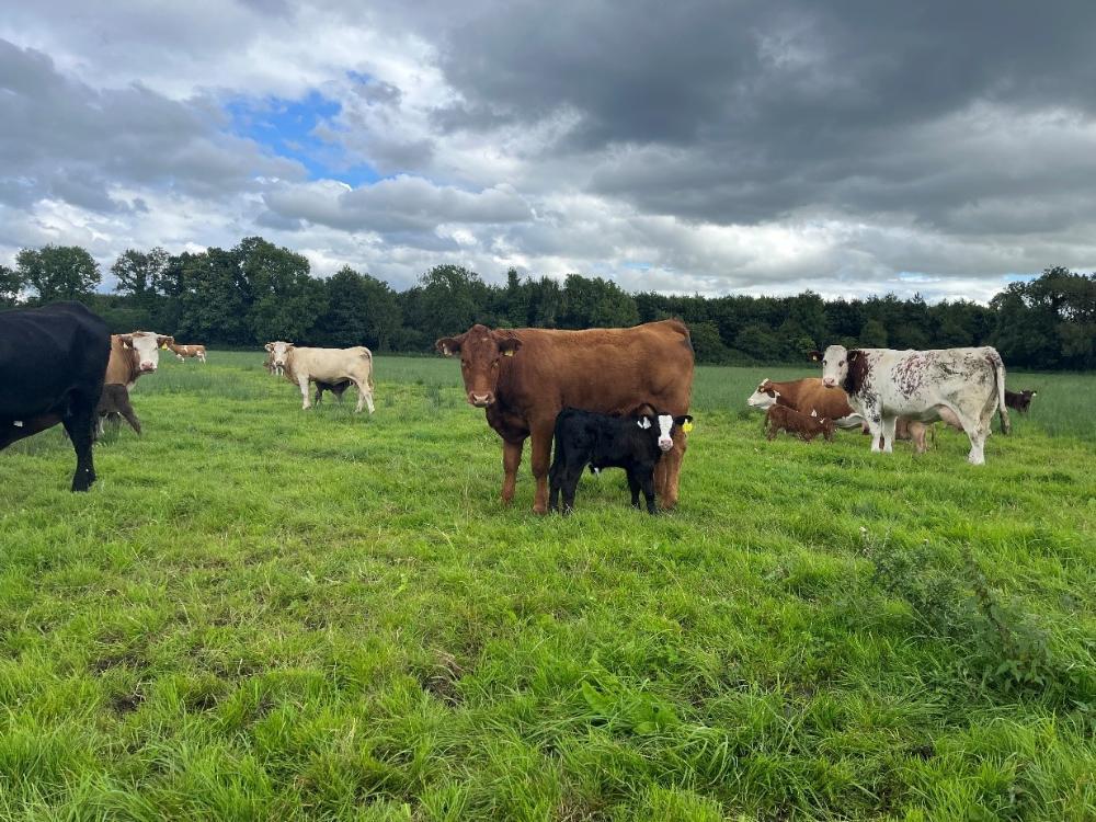 Calved cows with calves