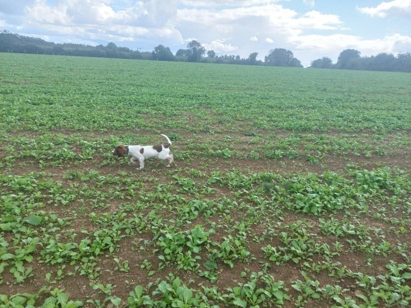 Catch crops starting to strike