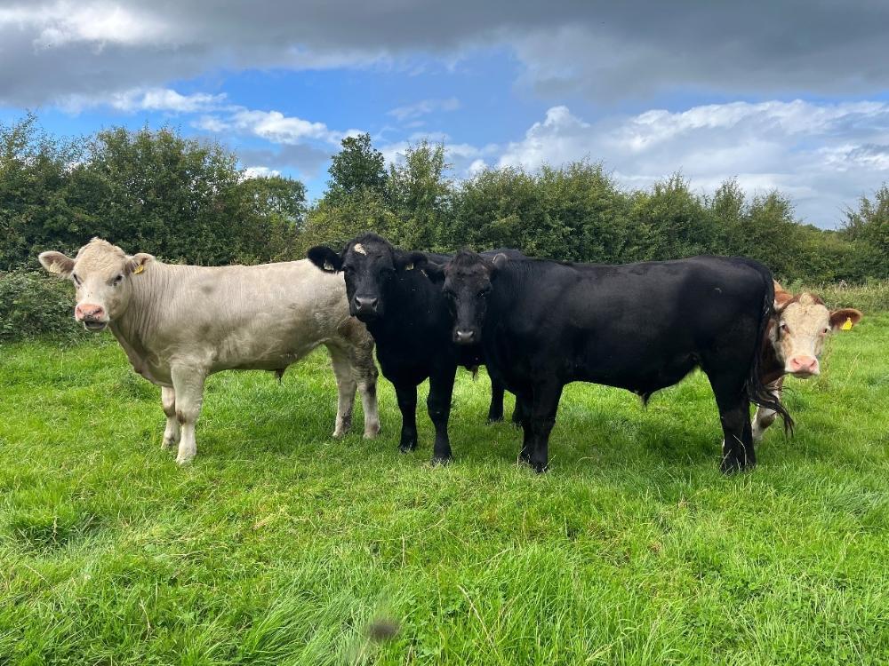 Finishing cattle at grass