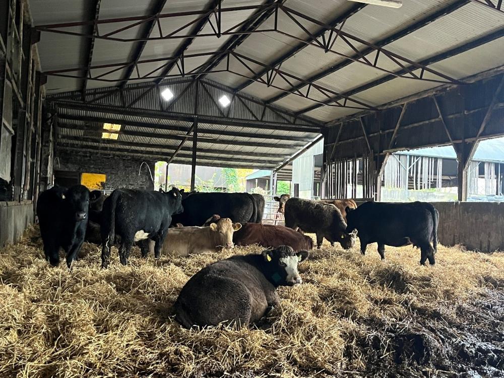 Cows and heifers in straw bedded shed