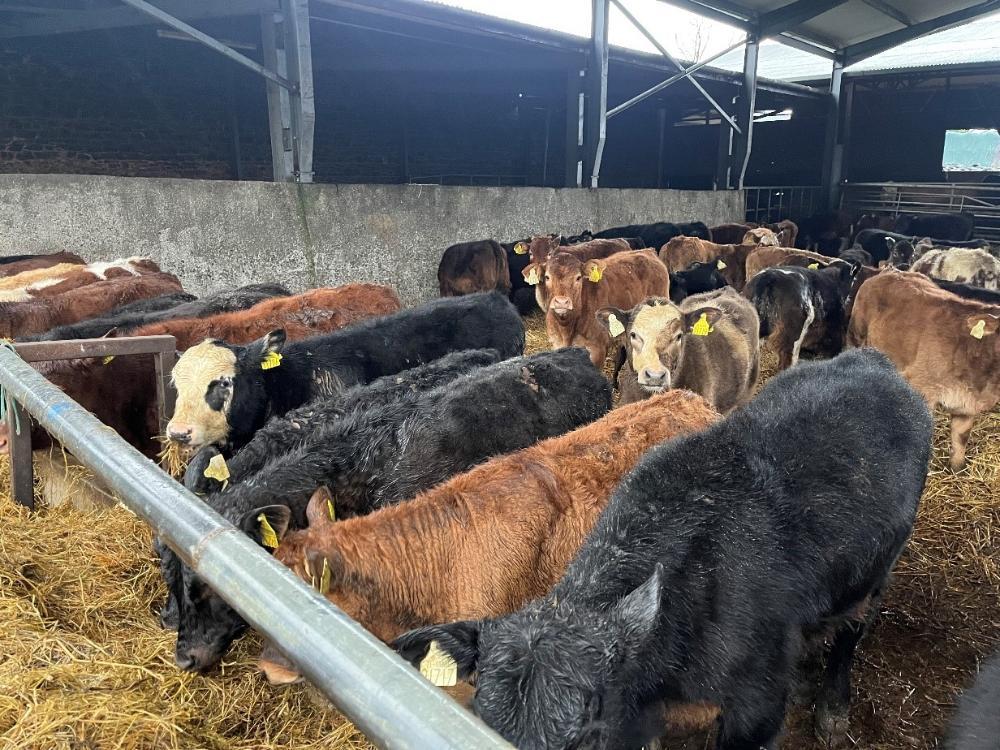 Autumn calves eating silage