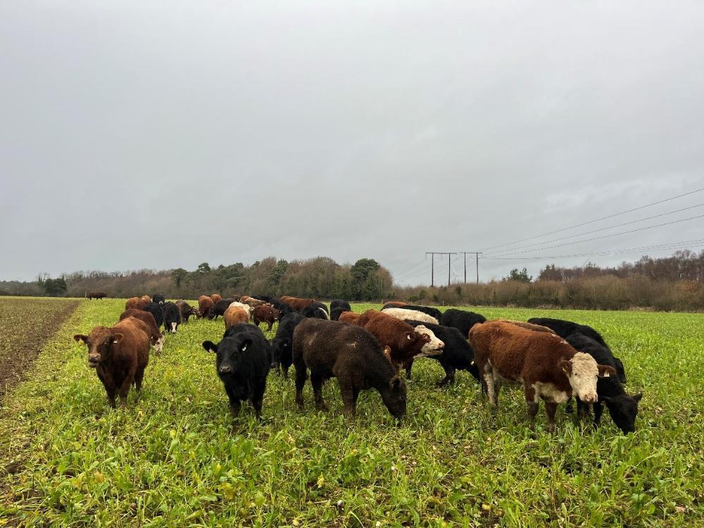 Store cattle on forage crop