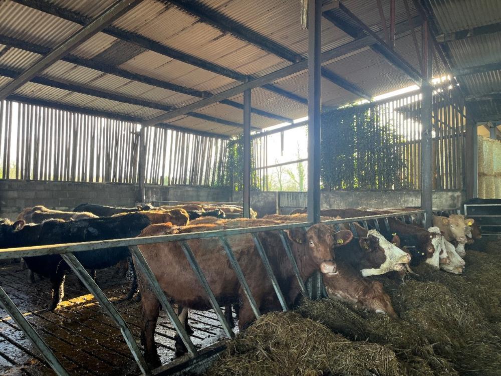 Cows in shed eating silage