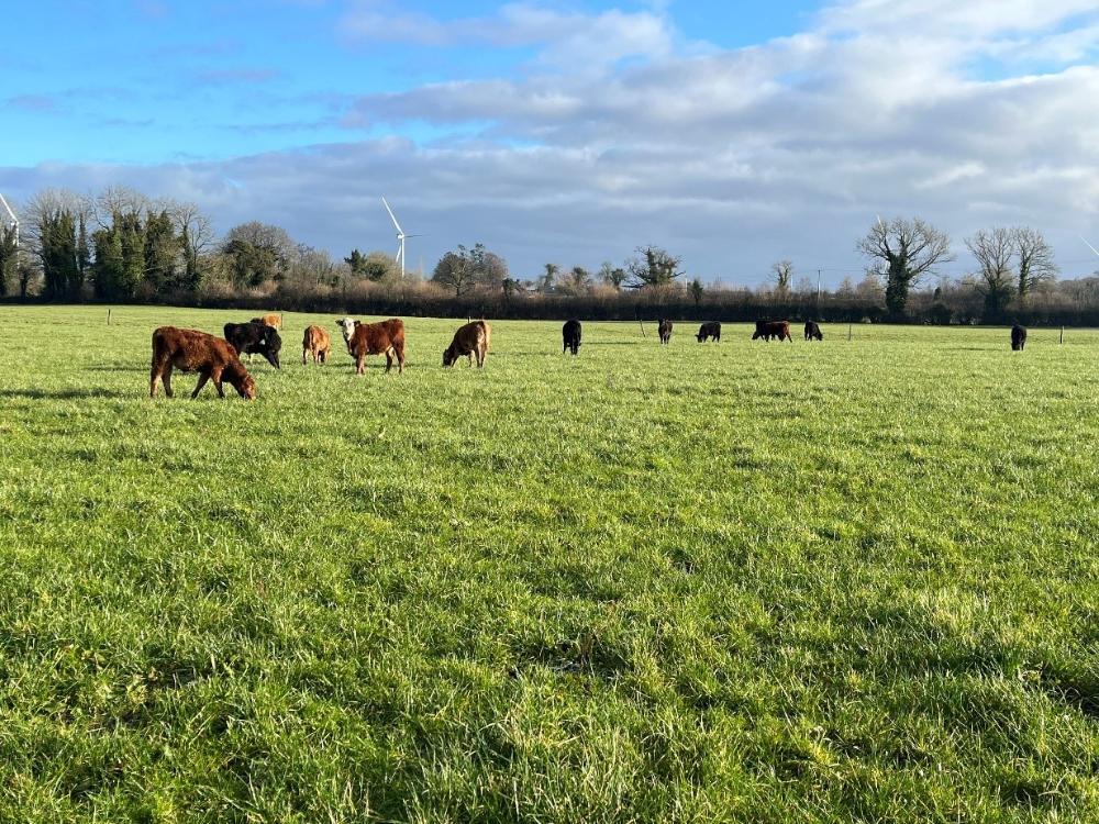 Calves out grazing