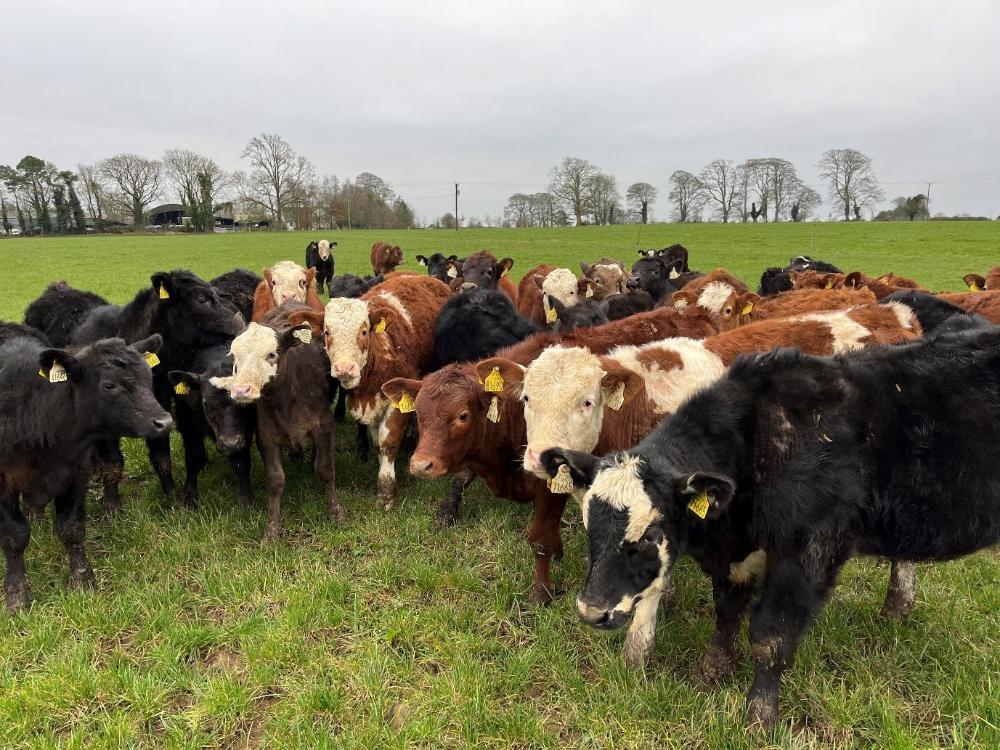 Weanlings at grass