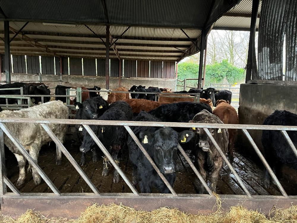 Store cattle in shed
