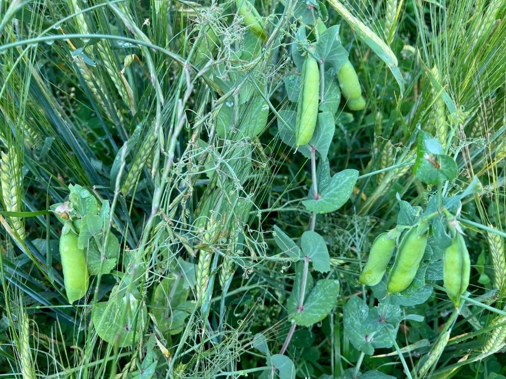 Pea/wheat combi crop