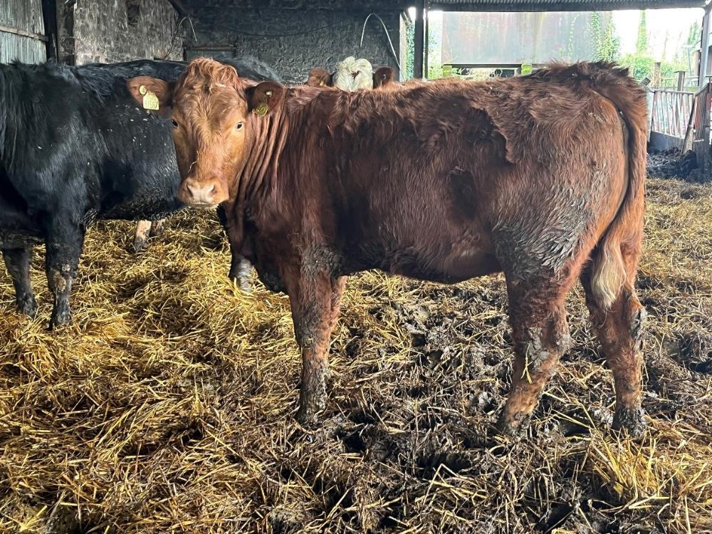 In calf heifer