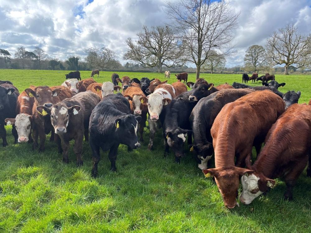 Weanlings at grass