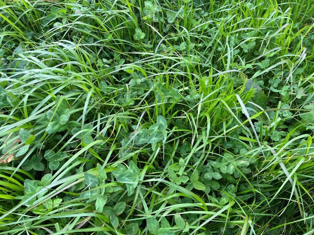 Red clover/PRG crop growing on Ken's farm