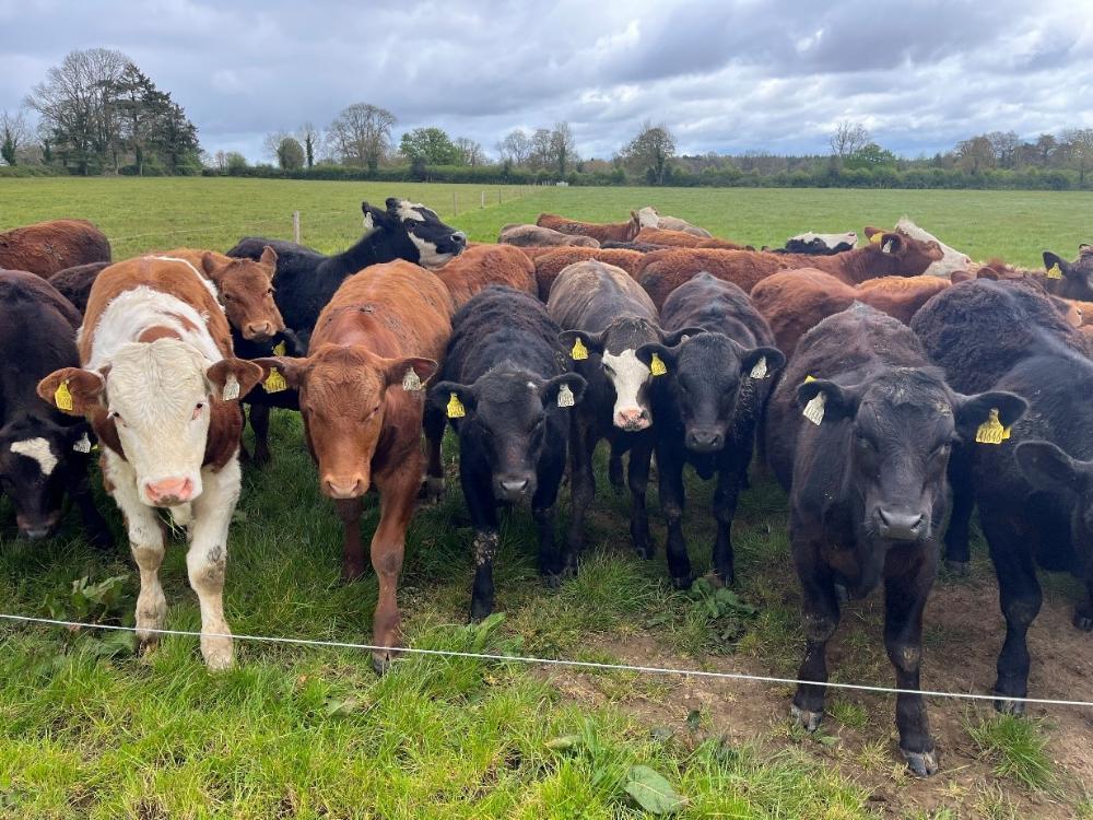 Cattle on Ken's farm