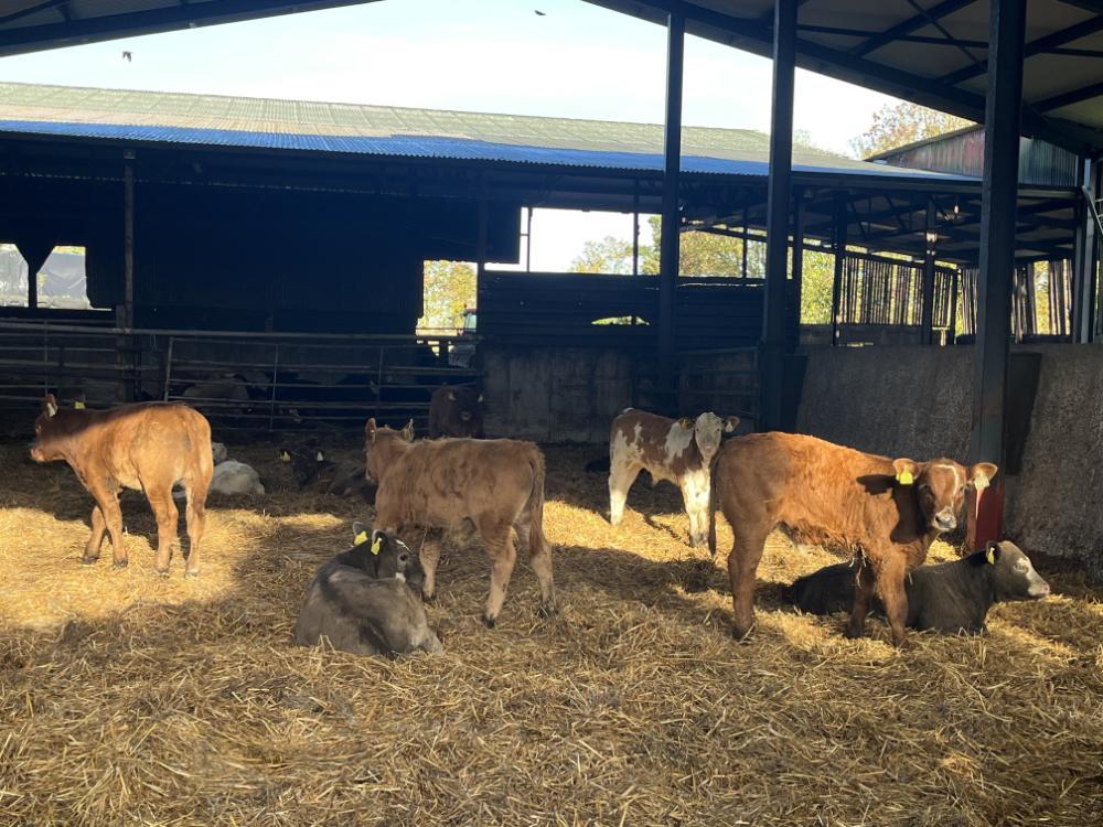 Autumn born calves in a sunny shed