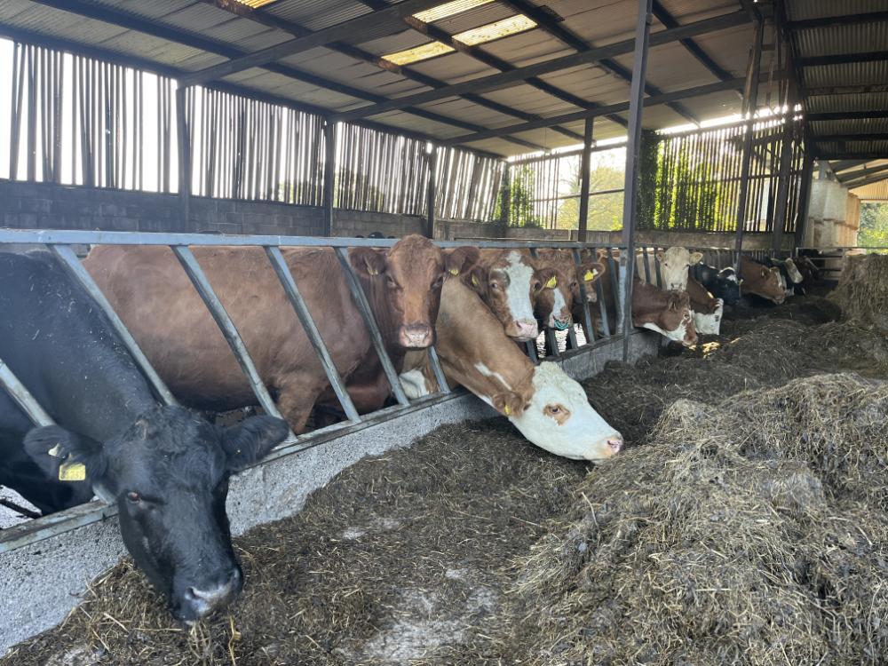 Autumn cows eating red clover silage