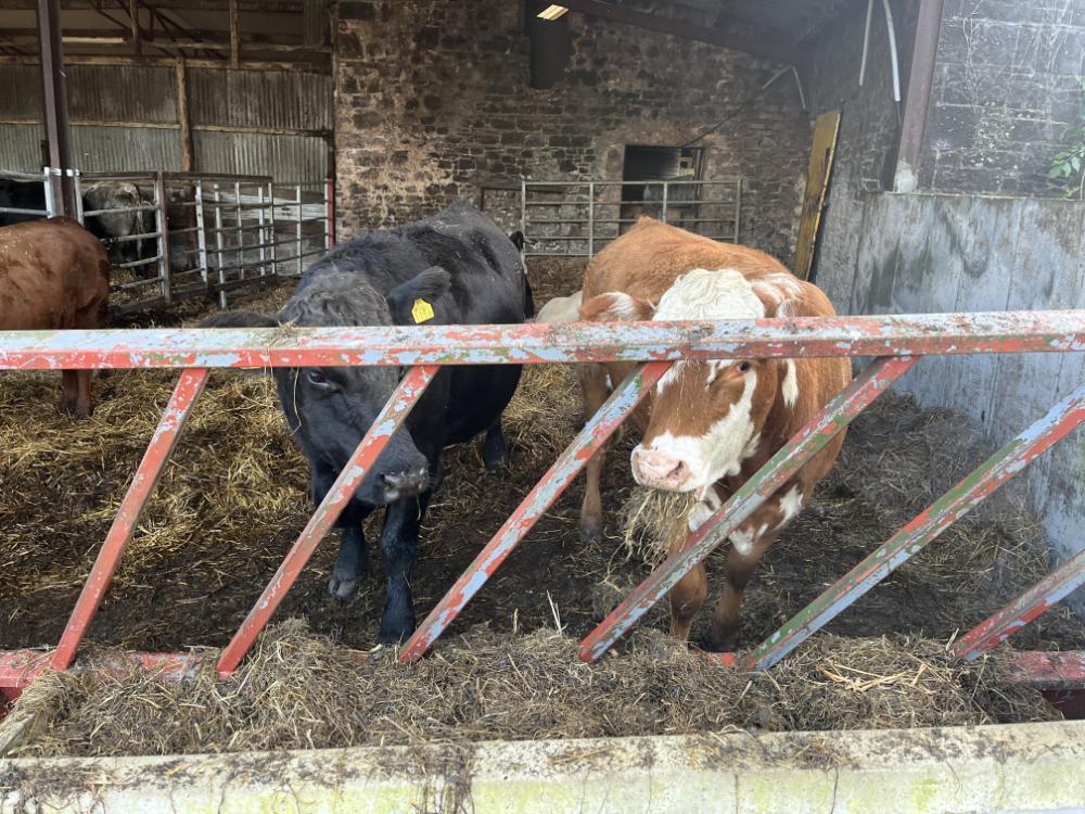 Cull cows