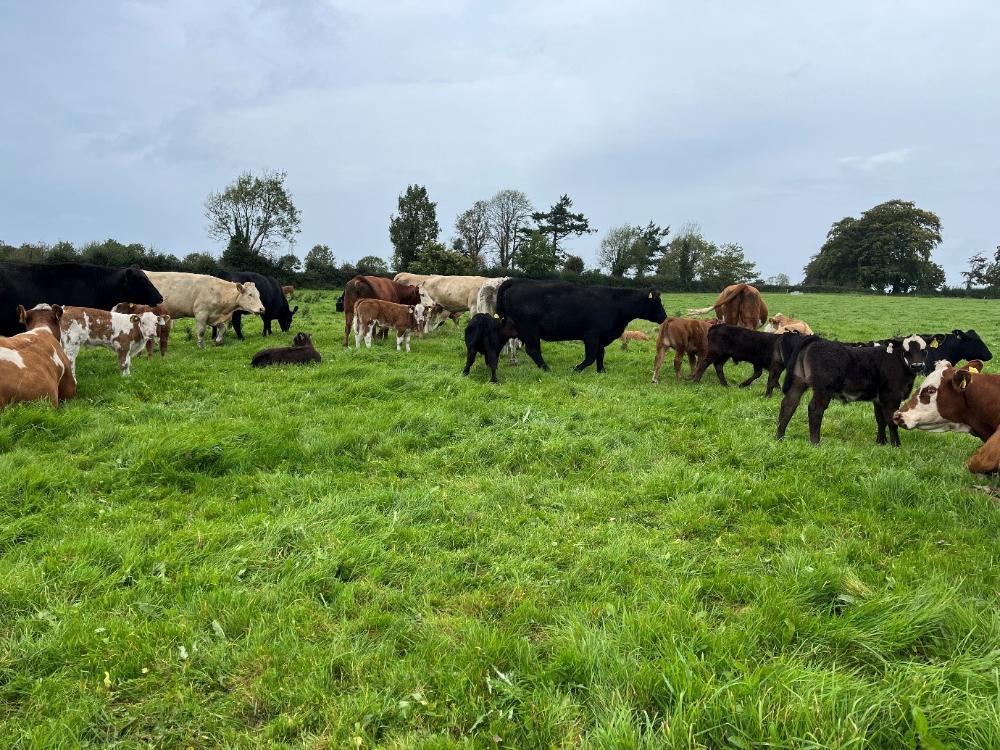 Newborn calves at grass with their cows