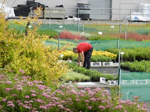 Kildalton College Nursery Stock