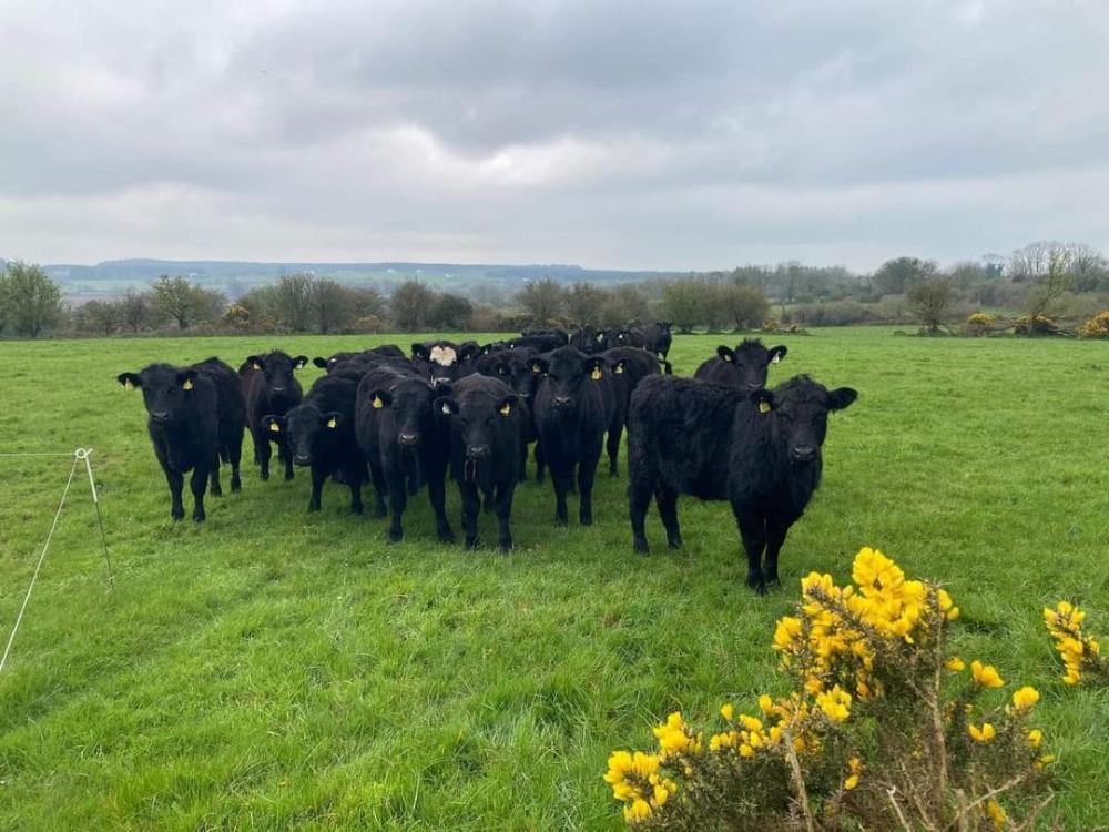 Yearling cattle at grass