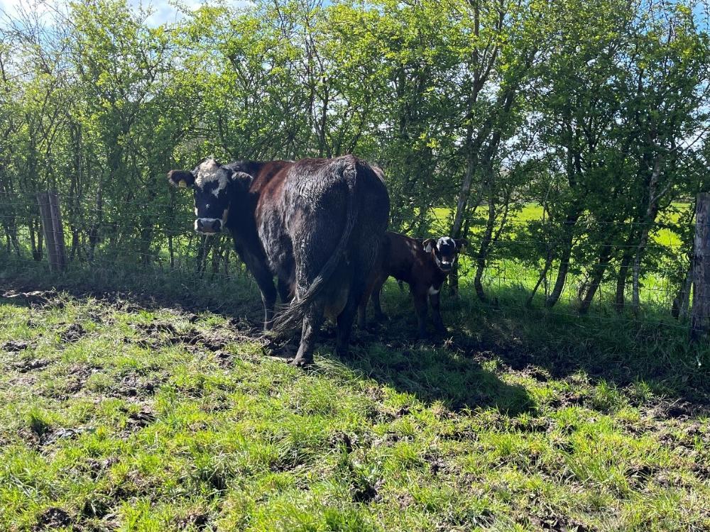 Cow with calf at foot