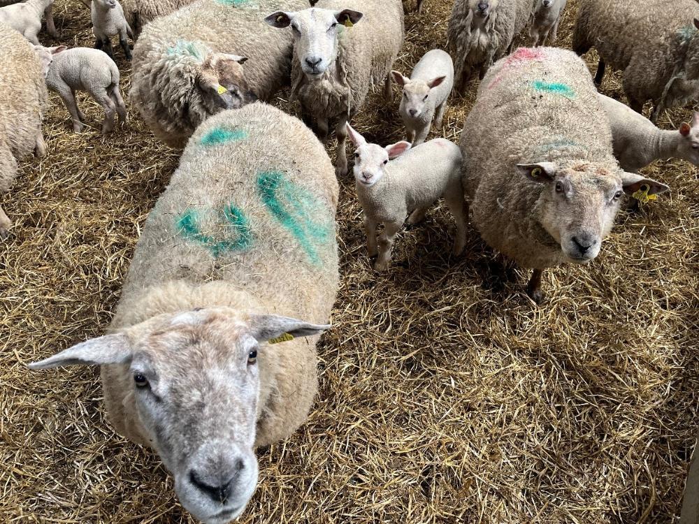 Ewes and lambs
