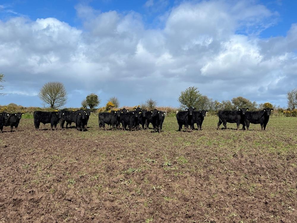 Yearlings on fodder crop