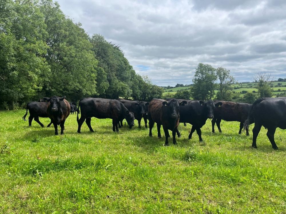 Cows and calves grazing MSS