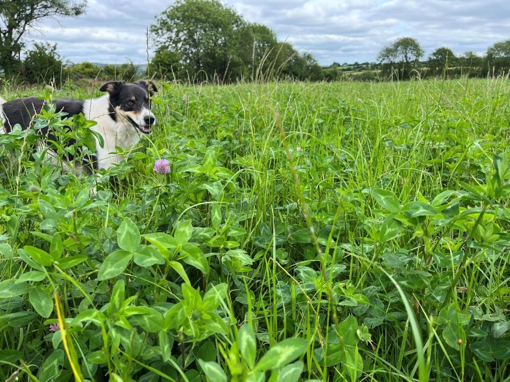 Red clover crop