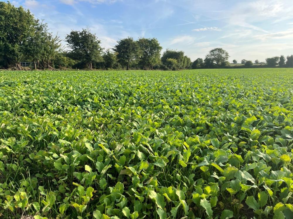 Redstart crop