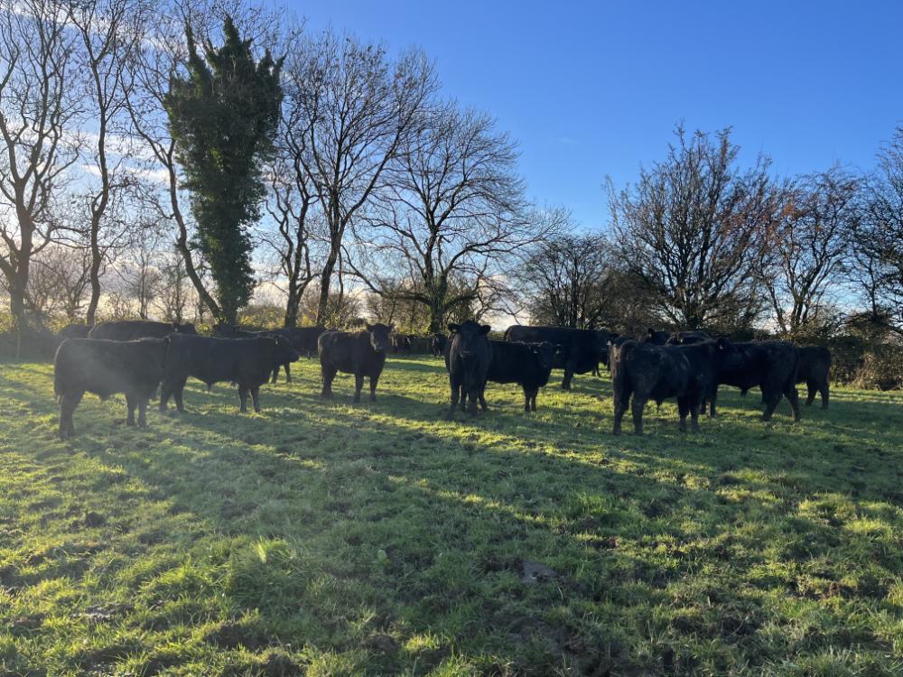 Cows and calves at grass