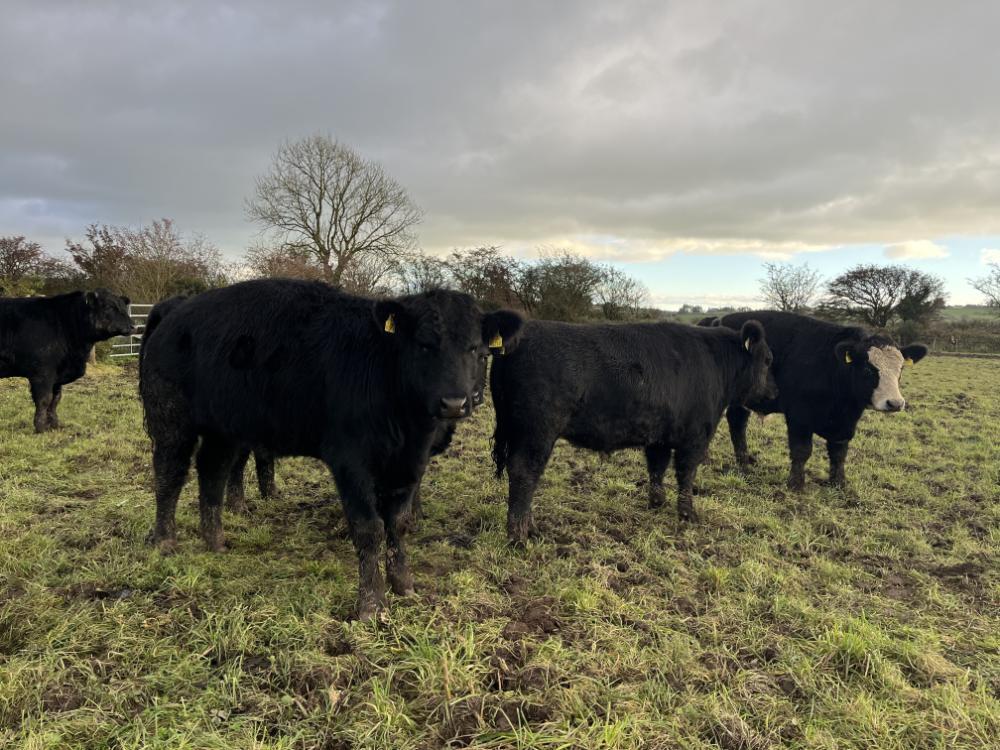 Finishing bullocks