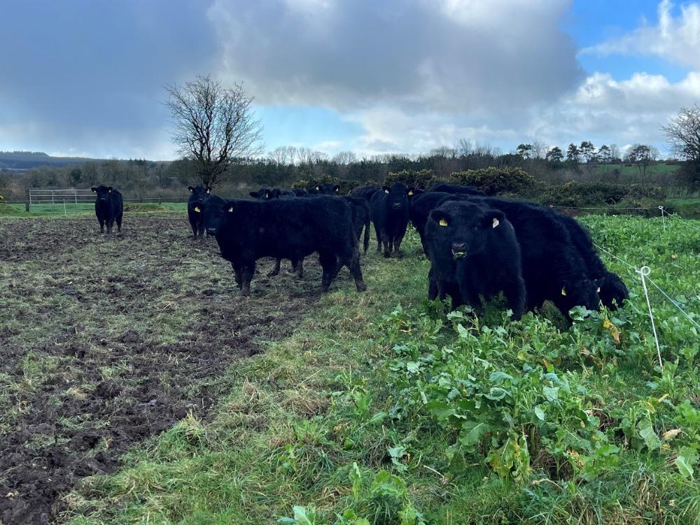 Cattle grazing redstart