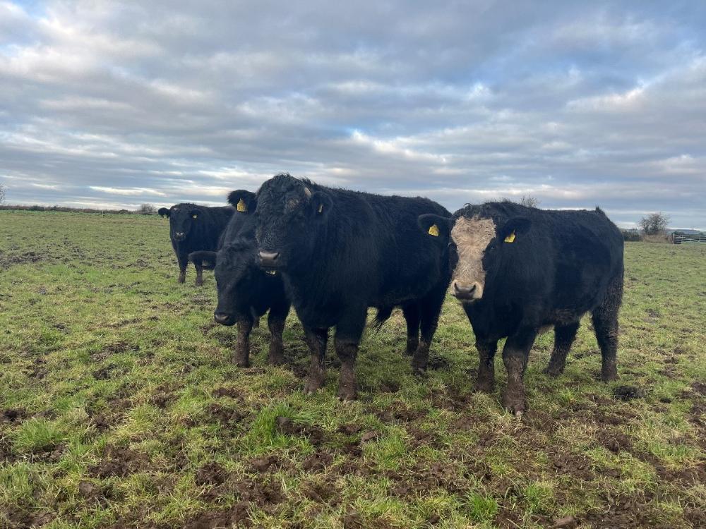 Finishing cattle