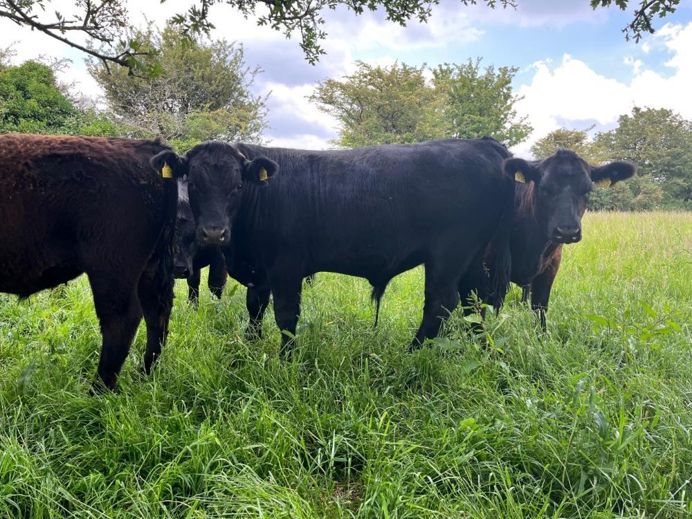 Yearling AAX bullock on the farm