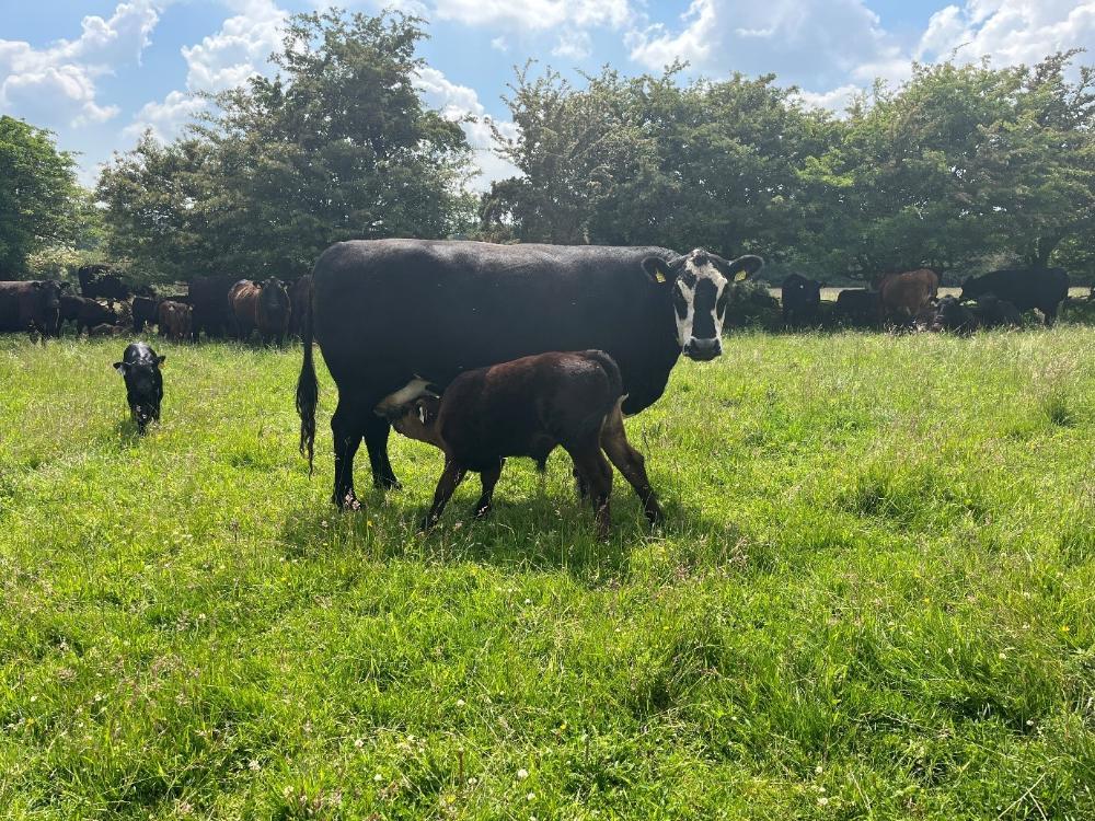 One of the suckler cows feeding her calf