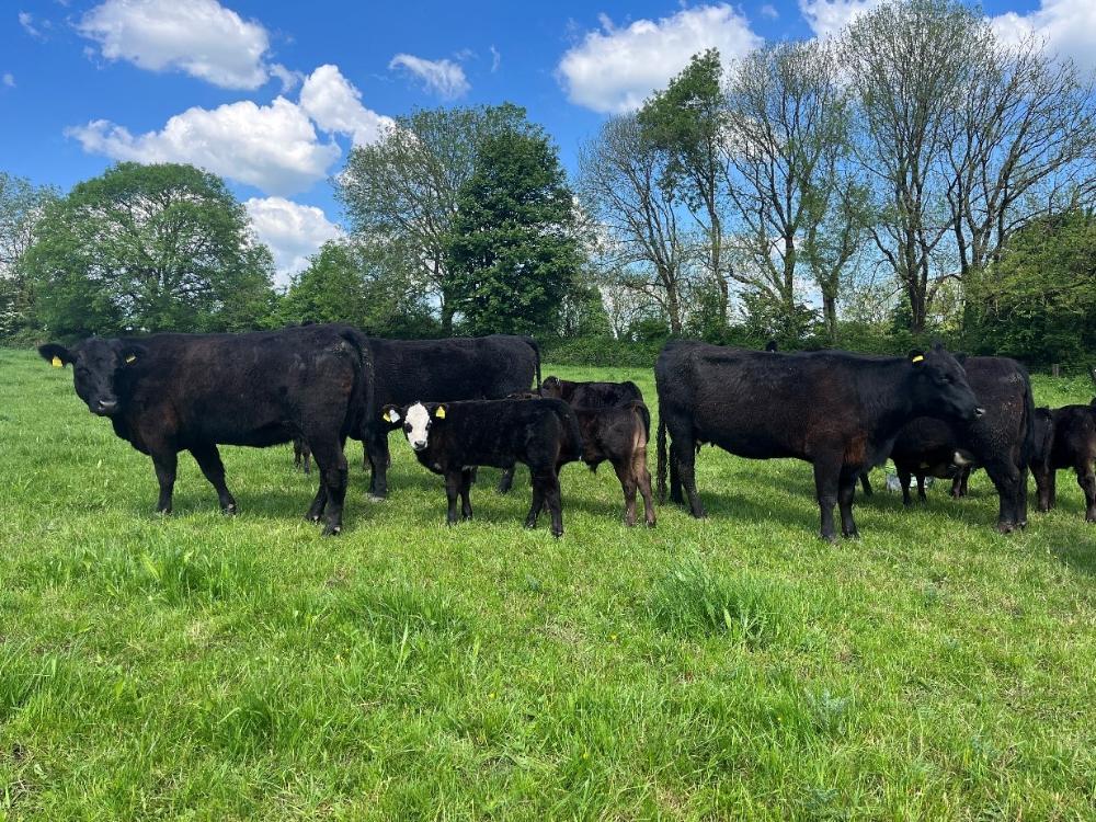 Cows and calves