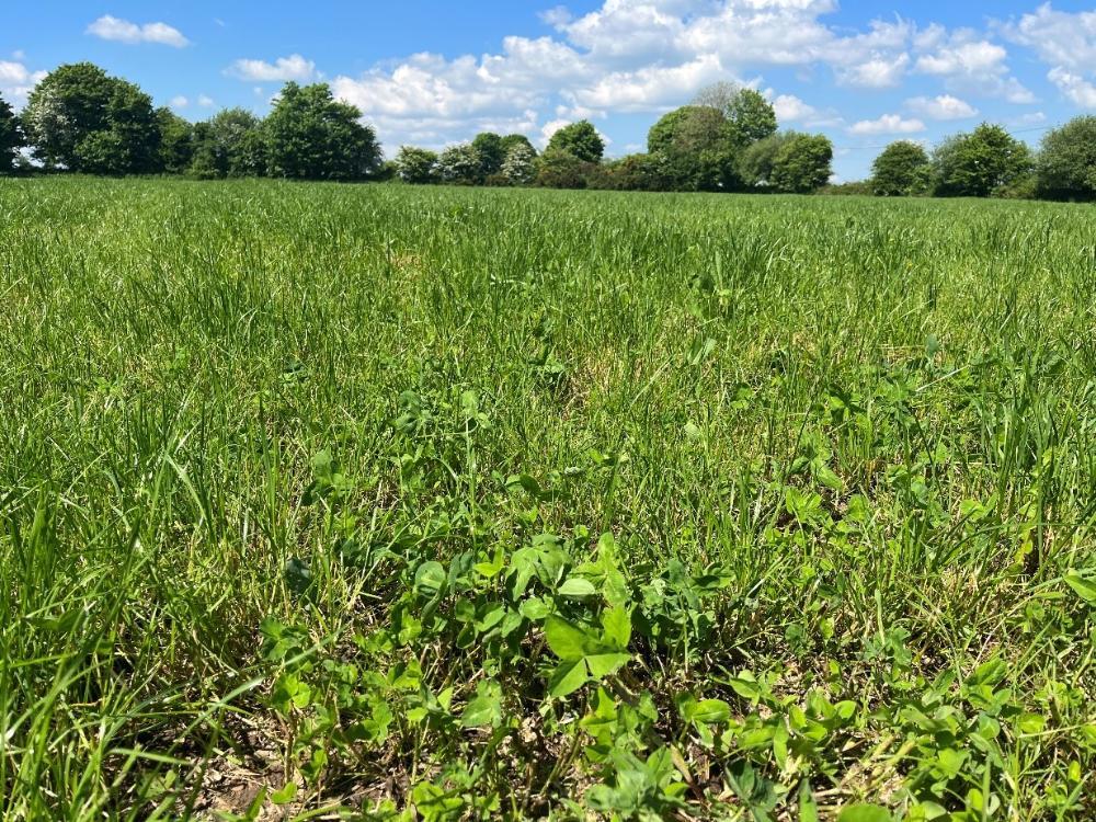 Red clover regrowth