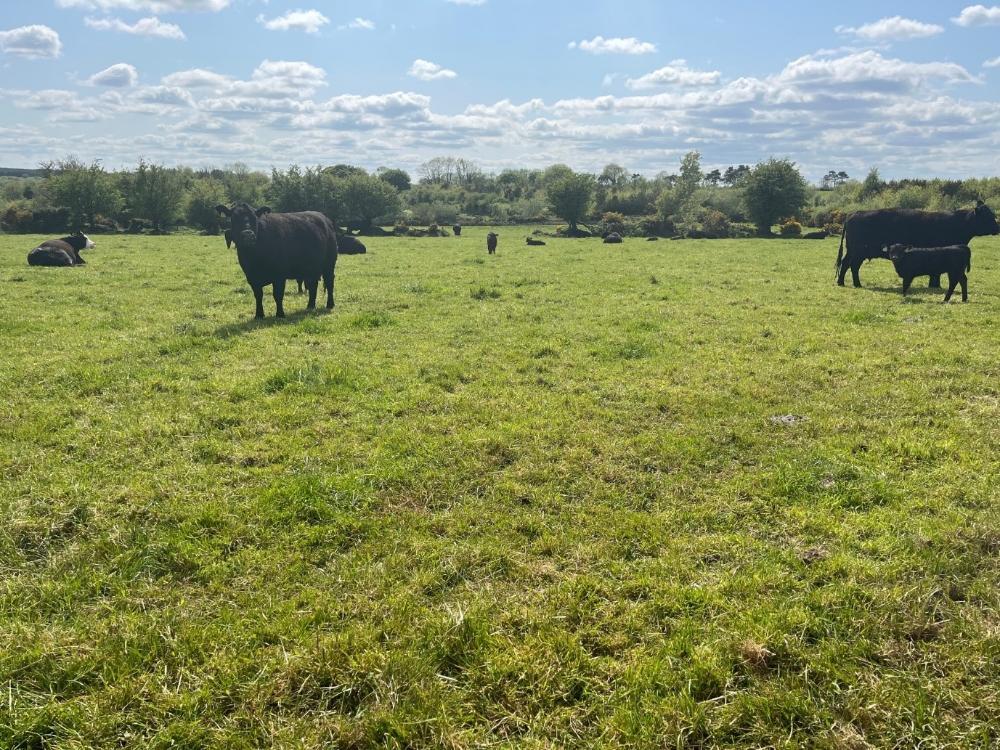 Cows and calves at grass on Kay's farm