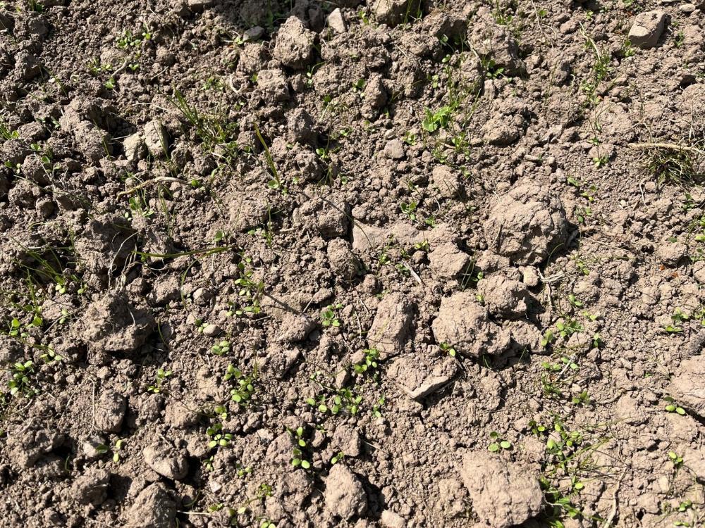 Clover and ryegrass seedlings starting to strike