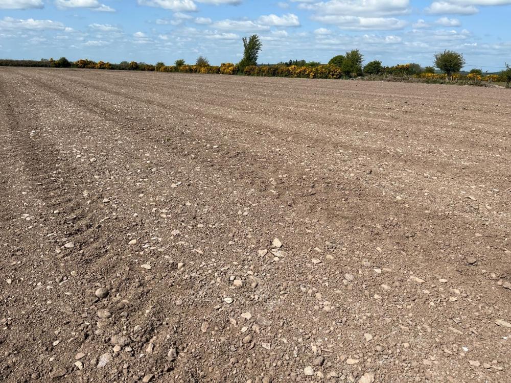 Rolled field after sowing