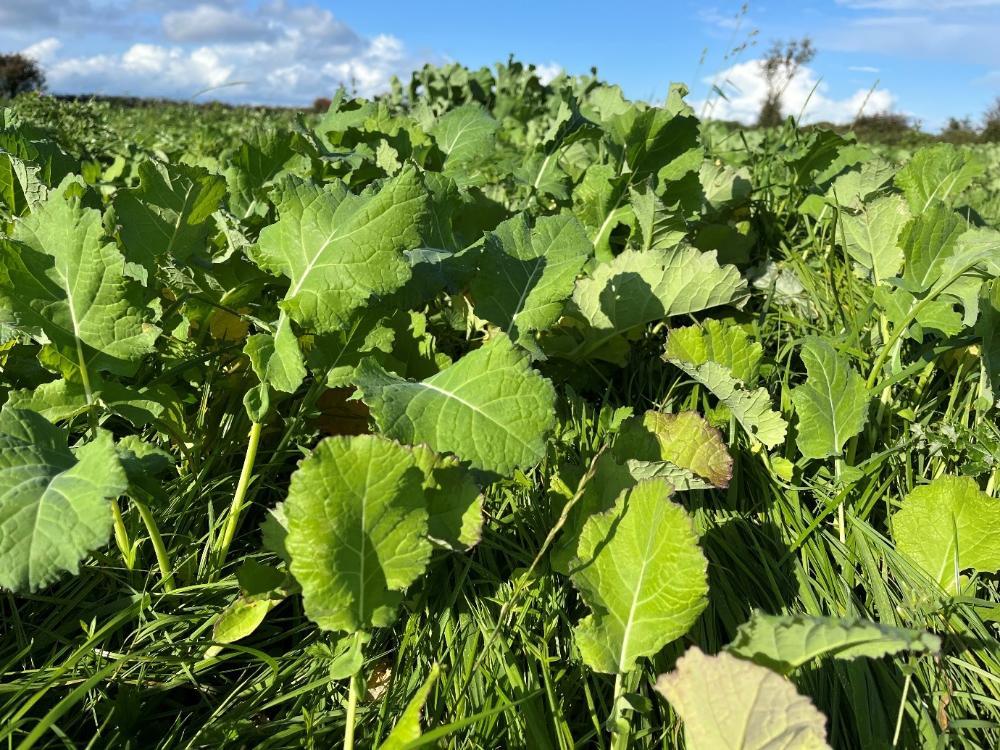 Redstart growing this year