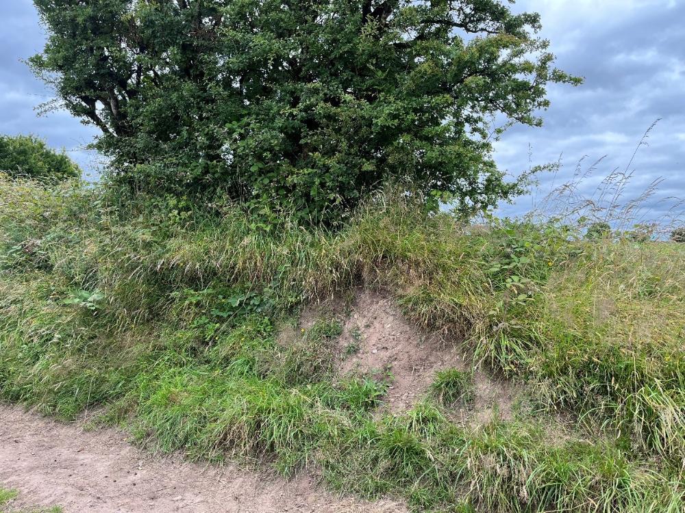Bank where solitary bees are nesting