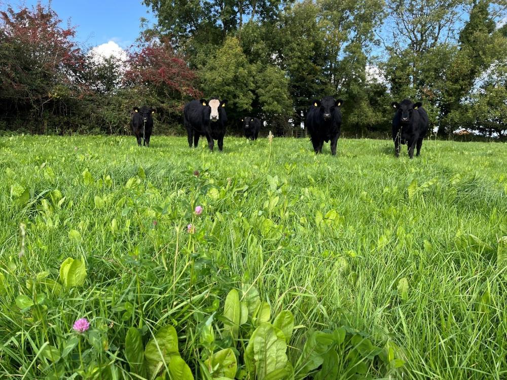 Finishing cattle grazing multi species