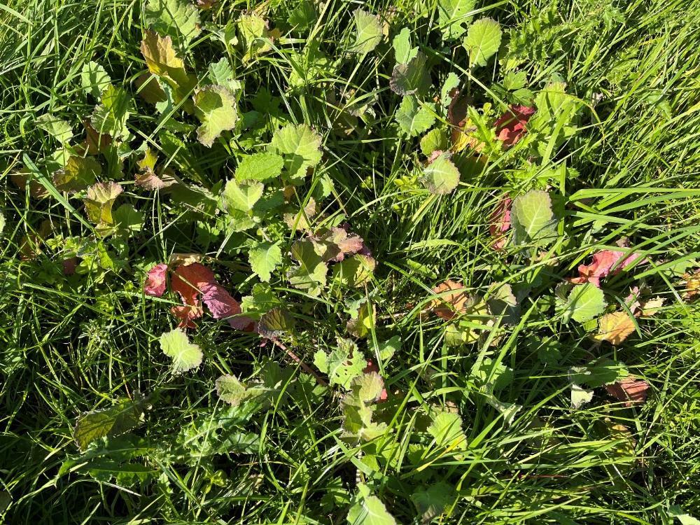 Phosphorus deficiency in redstart