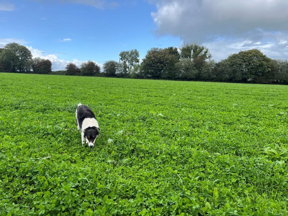 Red clover regrowths