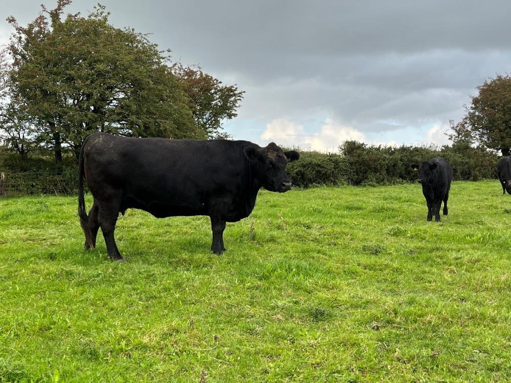 Suckler cow calf pair