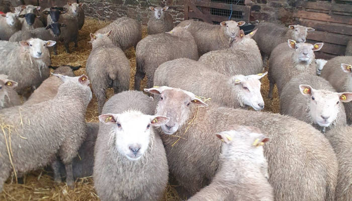 Keane farm finishing lambs housed