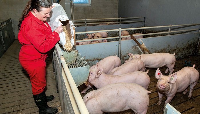 The Evidence for a Causal Link Between Disease and Damaging Behavior in Pigs