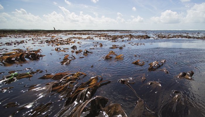 Health help from kelp