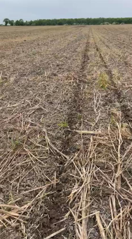 Maize planted